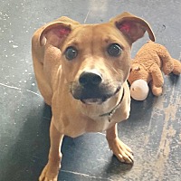 adopt a pet