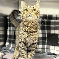 adopt-pet