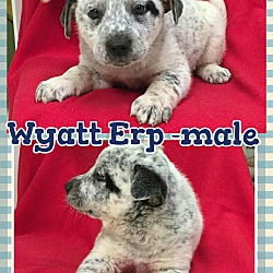 Thumbnail photo of Wyatt Erp (pom-dc) #3