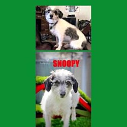 Thumbnail photo of Snoopy #1