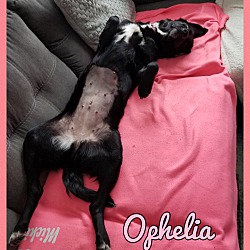 Thumbnail photo of Ophelia #4
