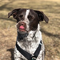 sunshine canyon dog rescue