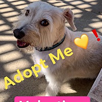 adopt a pet