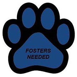 Thumbnail photo of FOSTERS NEEDED!! #3