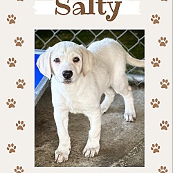 Photo of Salty