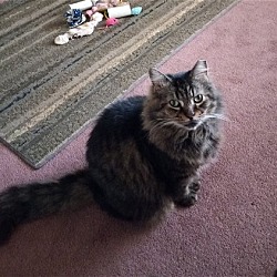 Photo of Bear & Tom  URGENT