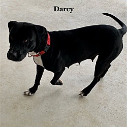 Thumbnail photo of Darcy #2