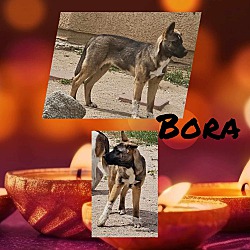 Photo of Bora