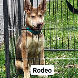 Photo of Rodeo