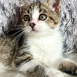 Fargo, ND - Domestic Shorthair. Meet Knox a Pet for Adoption ...