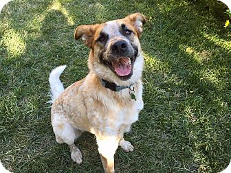 anatolian cattle dog