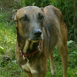 Thumbnail photo of Gretta Sighthound #1