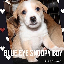 Photo of Snoopy Boy