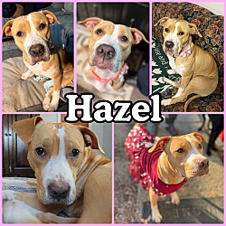 Thumbnail photo of Hazel #1