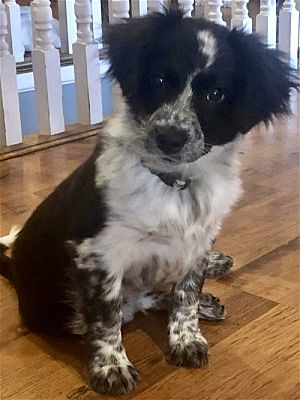 Hillsboro, MO - Border Collie. Meet Wally a Pet for Adoption ...