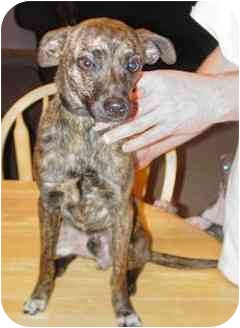 brindle rat terrier
