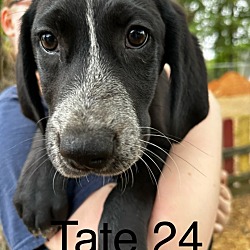 Photo of Tate 24