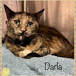 Photo of DARLA