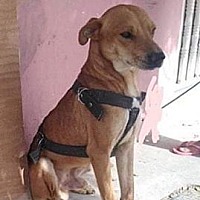 adopt a pet