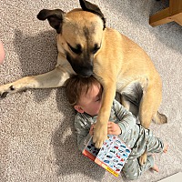 adopt a pet