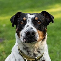adopt-pet