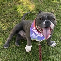 adopt a pet