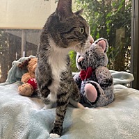 adopt a pet