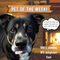 adopt a pet