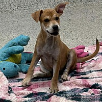 adopt a pet