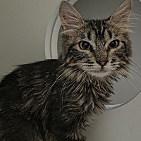 adopt-pet