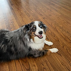 Benji *courtesy post*