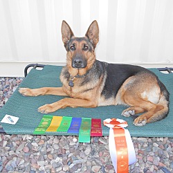Thumbnail photo of TRAINED COMPANION DOG #1