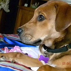 Thumbnail photo of Rusty ~ Adoption Pending #1