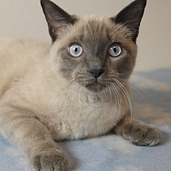 Photo of HERMES - BEAUTIFUL BLUE POINT!