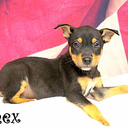 Thumbnail photo of Chex~adopted! #1
