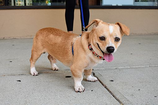 Hound and best sale chihuahua mix