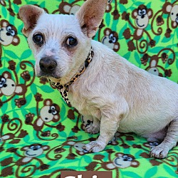 Photo of Chip