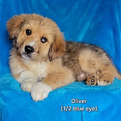 Photo of Oliver(1/2 blue eye)