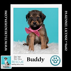 Photo of Buddy (Daisy Mae's Wildflowers) 060124
