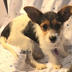 Thumbnail photo of Jade #1