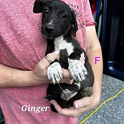 Thumbnail photo of Ginger #3