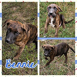 Thumbnail photo of Bennie #2