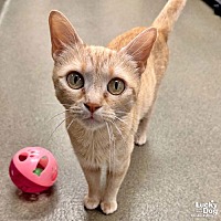 adopt a pet