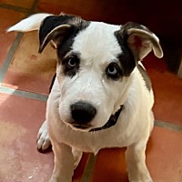 adopt a pet
