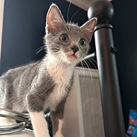 adopt a pet