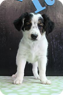 australian shepherd pointer mix puppies