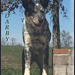 Thumbnail photo of Darby-Very Sweet Dog! #4