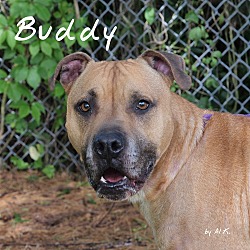 Thumbnail photo of Buddy #1