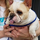 French Bulldog Puppies - Rescue and Adoption Near You