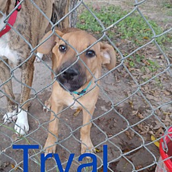 Thumbnail photo of Tryal #2